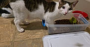 Arnold is registered to the contest to win money with this photo: animal_feeding, cat, close_up, container, curious, domestic_animal, floor, food, household, indoor, kitty, looking, meal_time, paw_in_food, pet, pet_food, plastic_container, red_bowl, tiled_floor, white_and_brown_cat