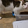 animal_feeding, cat, close_up, container, curious, domestic_animal, floor, food, household, indoor, kitty, looking, meal_time, paw_in_food, pet, pet_food, plastic_container, red_bowl, tiled_floor, white_and_brown_cat
