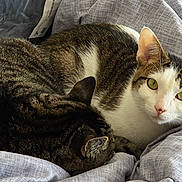 Arnold is registered to the contest to win money with this photo: bed, blanket, cat, cats, comfort, cozy, cute, domestic_animal, feline, fur, indoor, leopard_print, lotion, pet, resting, sleeping, soft, tabby, white, yellow_eyes