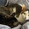 bed, blanket, cat, cats, comfort, cozy, cute, domestic_animal, feline, fur, indoor, leopard_print, lotion, pet, resting, sleeping, soft, tabby, white, yellow_eyes