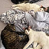 Arnold is registered to the contest to win money with this photo: bed, blanket, cat, cat_face, cozy, domestic_animal, feline, fur, indoor, laying, mammal, patterned_pillow, pet, pillows, resting, sleepy, striped_cat, tabby_cat, white_cat, wrinkled_bedspread