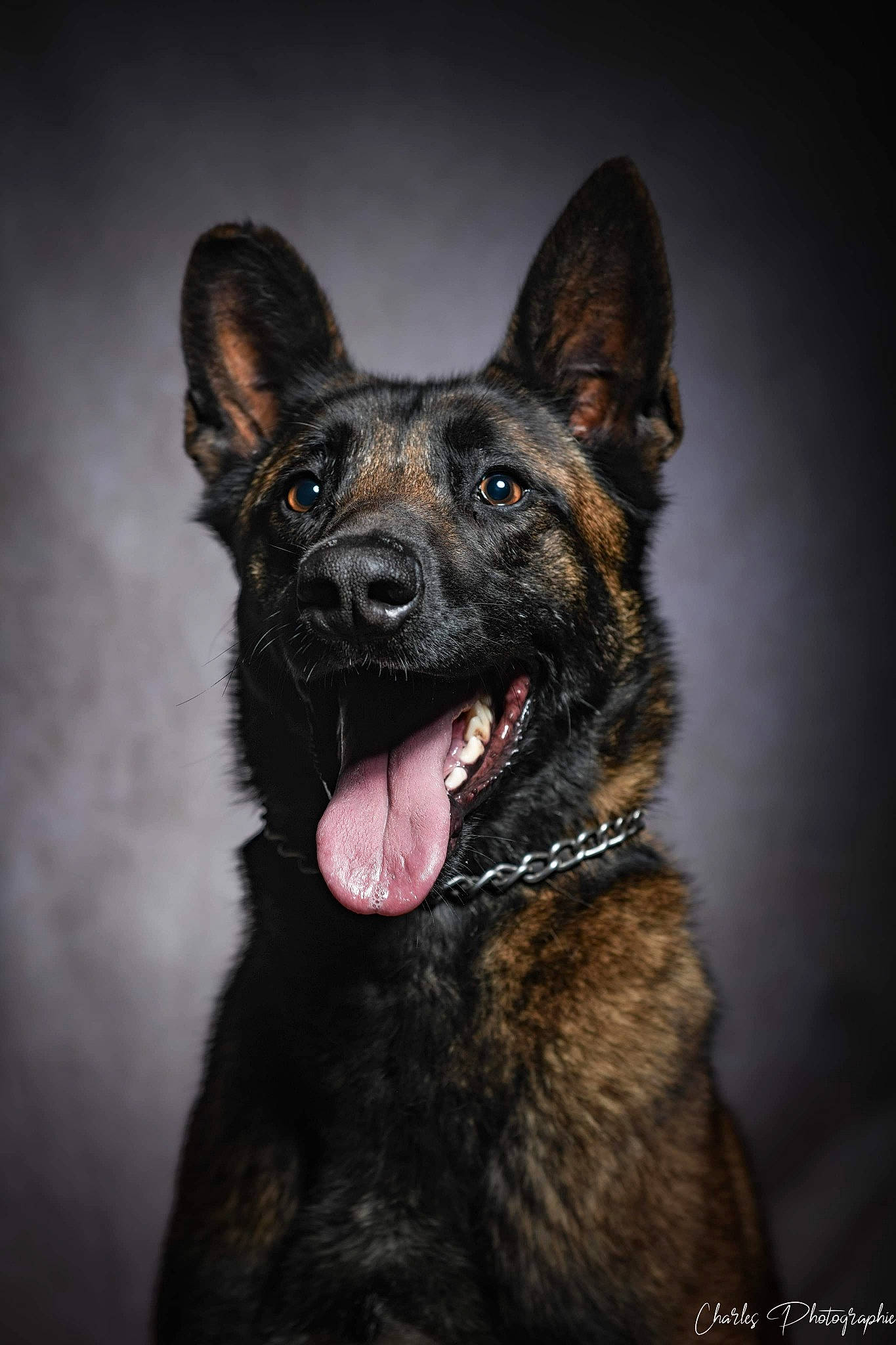 Naya participe au concours pour gagner de l'argent avec cette photo : canidae, carnivore, darkness, dog, dog_breed, fur, guard_dog, herding_dog, jaw, non_sporting_group, snout, sporting_group, terrestrial_animal, whiskers, wildlife, working_dog