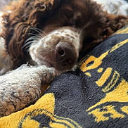 Honey joined the competition — help win amazing prizes! animal, blanket, brown_and_white, close_up, comfort, cozy, curly_fur, cute, dog, floral_wallpaper, fur, indoor, napping, pet, relaxation, resting, sleeping, snuggle, soft_texture, warm_lighting