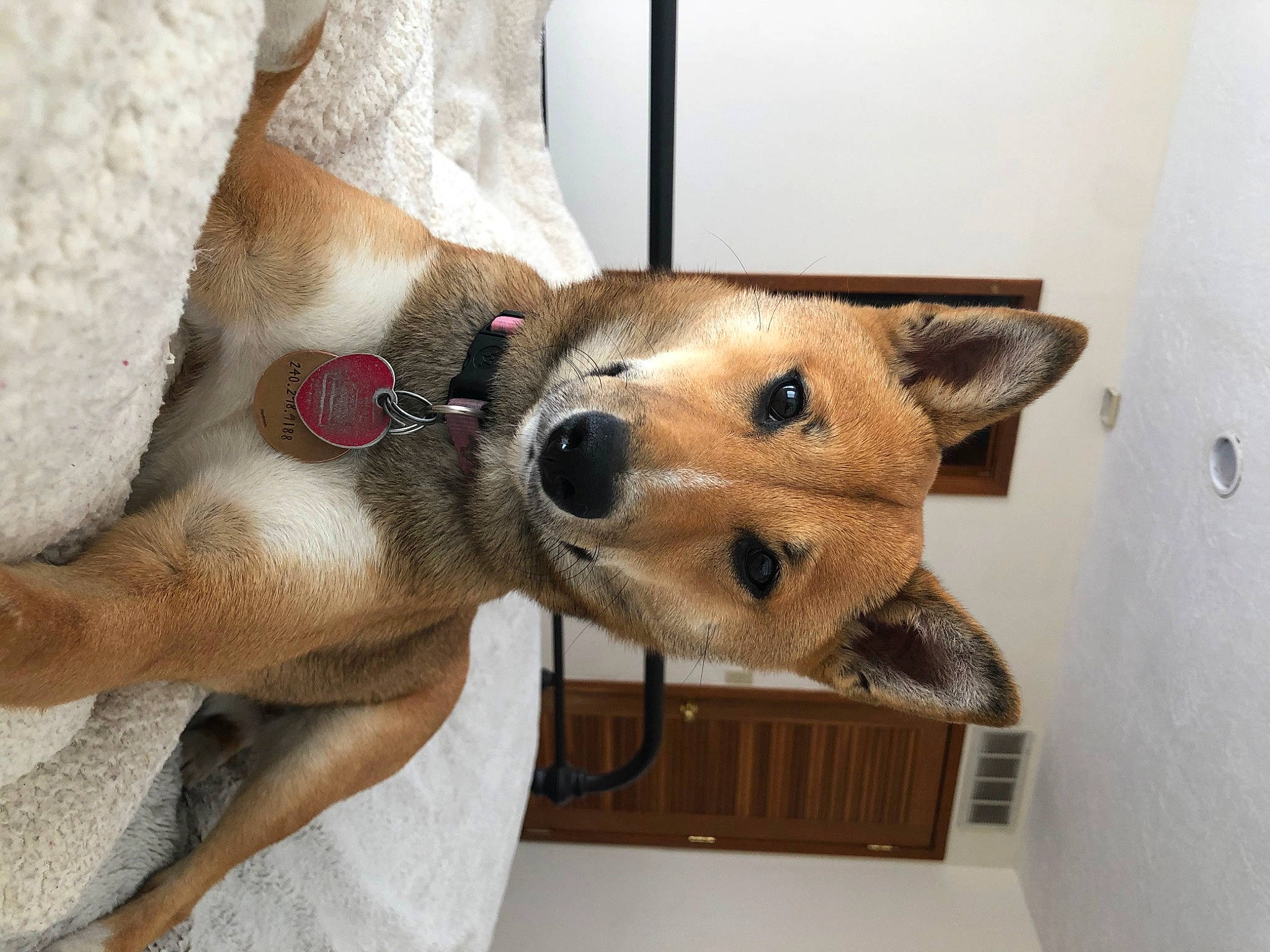 Kuma joined the competition — help win amazing prizes! canidae, carnivore, collar, comfort, companion_dog, dog, dog_breed, fawn, fur, linens, mammal, snout, spitz, sporting_group, stuffed_toy, toy, whiskers, window, wood, working_animal