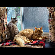 Coco And Simba is registered to the contest to win money with this photo: animal, blanket, cat, cats, cozy, curtain, domestic, feline, fluffy, fur, home, indoor, nature_view, orange_cat, pet, relaxed, resting, sunlight, tabby_cat, window