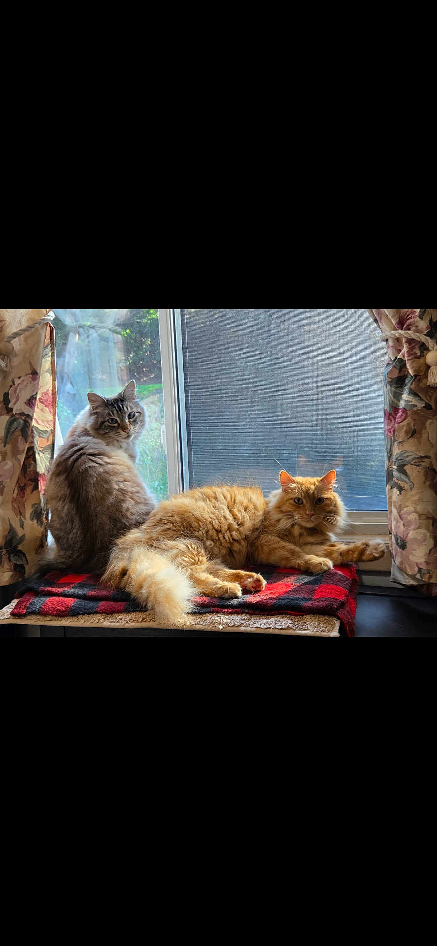 Coco And Simba