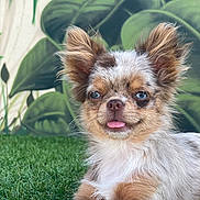 Apple a rejoint le concours — aidez-le/la à gagner de superbes lots ! dog, puppy, grass, tongue_out, blue_eyes, fluffy, small_dog, outdoor, leafy_background, cute, pet, relaxed, animal, fur, nature, playful, portrait, canine, young, ears