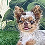 dog, puppy, grass, tongue_out, blue_eyes, fluffy, small_dog, outdoor, leafy_background, cute, pet, relaxed, animal, fur, nature, playful, portrait, canine, young, ears