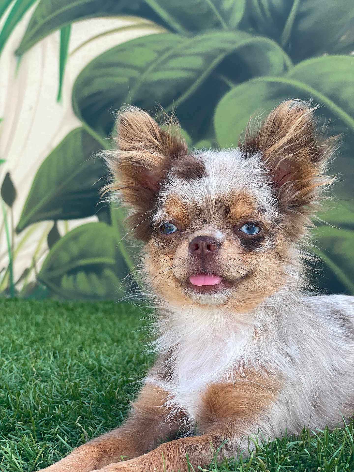 Apple a rejoint le concours — aidez-le/la à gagner de superbes lots ! dog, puppy, grass, tongue_out, blue_eyes, fluffy, small_dog, outdoor, leafy_background, cute, pet, relaxed, animal, fur, nature, playful, portrait, canine, young, ears