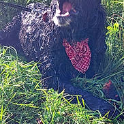 Black a rejoint le concours — aidez-le/la à gagner de superbes lots ! animal, bandana, black_dog, curly_coat, dog, grass, happy, leash, lying_down, nature, open_mouth, outdoors, pet, portrait, red_bandana, rural, sitting, smiling, sunlight, tall_grass