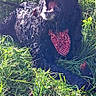 animal, bandana, black_dog, curly_coat, dog, grass, happy, leash, lying_down, nature, open_mouth, outdoors, pet, portrait, red_bandana, rural, sitting, smiling, sunlight, tall_grass