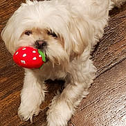 Starr is registered to the contest to win money with this photo: dog, white_dog, toy, strawberry_toy, pet, fluffy, cute, indoor, wooden_floor, playful, animal, canine, fur, small_dog, laying_down, mouth_holding, domestic_animal, companion, friendly, close_up