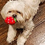 dog, white_dog, toy, strawberry_toy, pet, fluffy, cute, indoor, wooden_floor, playful, animal, canine, fur, small_dog, laying_down, mouth_holding, domestic_animal, companion, friendly, close_up