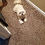 Starr is registered to the contest to win money with this photo: dog, white_dog, carpet, indoor, hallway, pet, small_dog, fur, cute, looking_up, floor, wall, doorway, playful, chew_stick, animal, domestic_animal, companion, relaxed, home