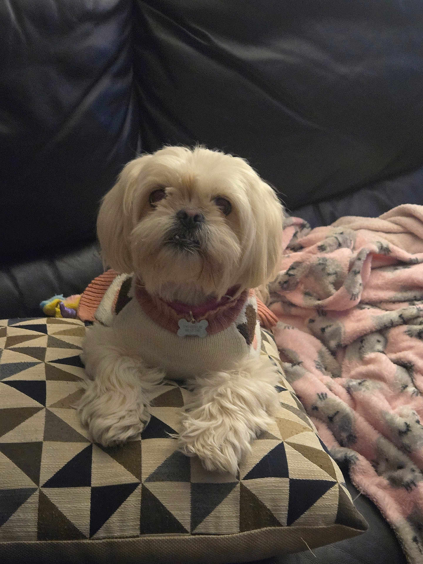 Starr joined the competition — help win amazing prizes! dog, white_dog, small_dog, sweater, pillow, geometric_pattern, blanket, pink_blanket, animal_print, couch, leather_couch, indoor, pet, cozy, fur, cute, resting, comfortable, home, domestic