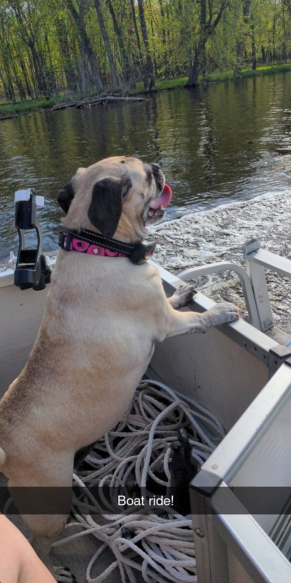 Bella joined the competition — help win amazing prizes! boat, canidae, carnivore, collar, companion_dog, dog, dog_breed, dog_collar, dog_supply, fawn, gun_dog, lake, leash, pet_supply, plant, recreation, sporting_group, tree, water, working_animal