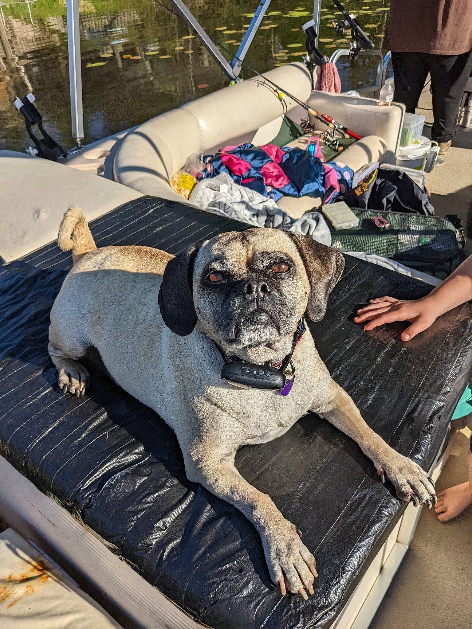 Bella joined the competition — help win amazing prizes! bag, bulldog, carnivore, collar, companion_dog, dog, dog_breed, dog_clothes, dog_collar, dog_supply, fawn, grass, leash, pet_supply, pug, snout, sporting_group, toy_dog, working_animal, wrinkle