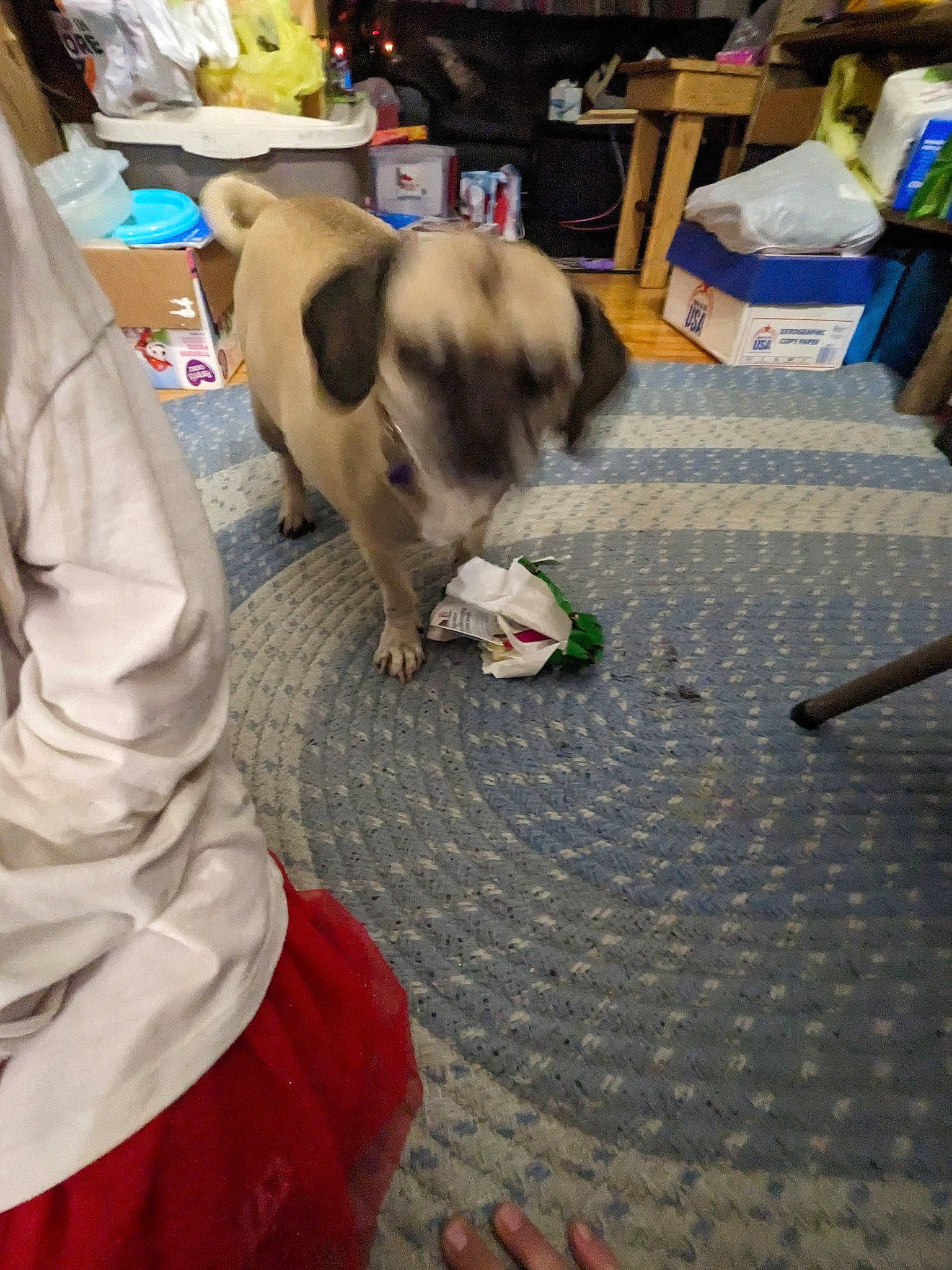 Bella joined the competition — help win amazing prizes! bag, carnivore, chair, cobblestone, companion_dog, dog, dog_breed, dog_supply, event, fawn, floor, flooring, fur, hardwood, human_leg, luggage_and_bags, pug, sitting, sporting_group, toy_dog