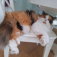 Bretzel participe au concours pour gagner de l'argent avec cette photo : cat, calico_cat, fluffy, chair, wooden_floor, indoor, relaxed, stretching, white_furniture, pet, animal, domestic_cat, paw, table, furniture, cute, fur, calm, mammal, resting