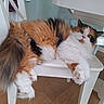 cat, calico_cat, fluffy, chair, wooden_floor, indoor, relaxed, stretching, white_furniture, pet, animal, domestic_cat, paw, table, furniture, cute, fur, calm, mammal, resting
