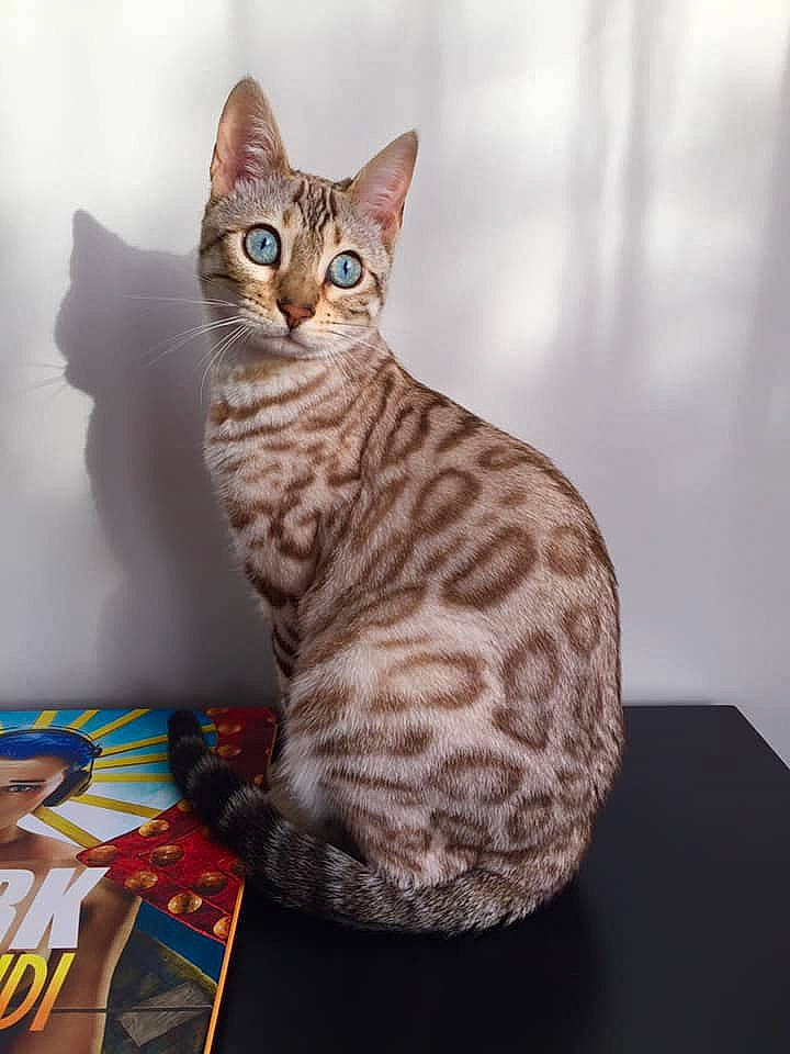 Sushi participe au concours pour gagner de l'argent avec cette photo : carnivore, cat, ceramic, domestic_short_haired_cat, felidae, fur, serveware, sitting, small_to_medium_sized_cats, snout, tail, terrestrial_animal, whiskers