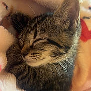 Winnie joined the competition — help win amazing prizes! animal, blanket, cat, closed_eyes, comfort, cozy, cute, feline, fur, indoor, kitten, paw, pet, resting, sleeping, snuggled, soft, tabby, warm, whiskers