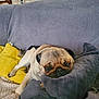 dog, pug, couch, pillow, indoor, pet, resting, furniture, cozy, animal, canine, cute, relaxed, home, fur, snout, ears, blanket, living_room, companion