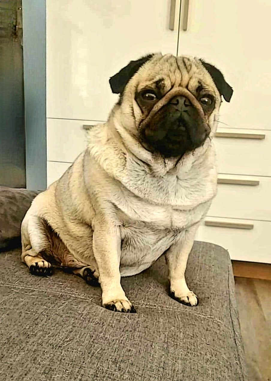 Tina a rejoint le concours — aidez-le/la à gagner de superbes lots ! dog, pug, pet, indoor, couch, furniture, animal, cute, sitting, face, fur, expression, domestic, light, canine, companion, background, home, portrait, resting