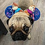 dog, pug, mickey_mouse_ears, chip_and_dale, plush_toys, indoor, wooden_floor, pet, cute, close_up, costume, festive, animal, face, ears, looking_up, whiskers, small_dog, brown, black