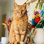 Youna a rejoint le concours — aidez-le/la à gagner de superbes lots ! cat, ginger_cat, feline, pet, indoor, sitting, tail, fur, whiskers, green_eyes, flower_vase, decor, blurred_background, table, domestic_animal, closeup, portrait, calm, cute, animal