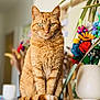 cat, ginger_cat, feline, pet, indoor, sitting, tail, fur, whiskers, green_eyes, flower_vase, decor, blurred_background, table, domestic_animal, closeup, portrait, calm, cute, animal