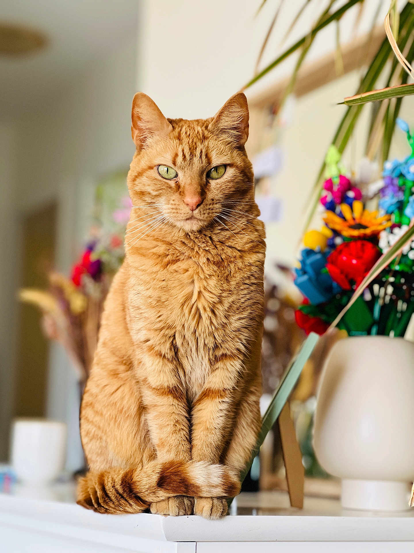 Youna a rejoint le concours — aidez-le/la à gagner de superbes lots ! cat, ginger_cat, feline, pet, indoor, sitting, tail, fur, whiskers, green_eyes, flower_vase, decor, blurred_background, table, domestic_animal, closeup, portrait, calm, cute, animal