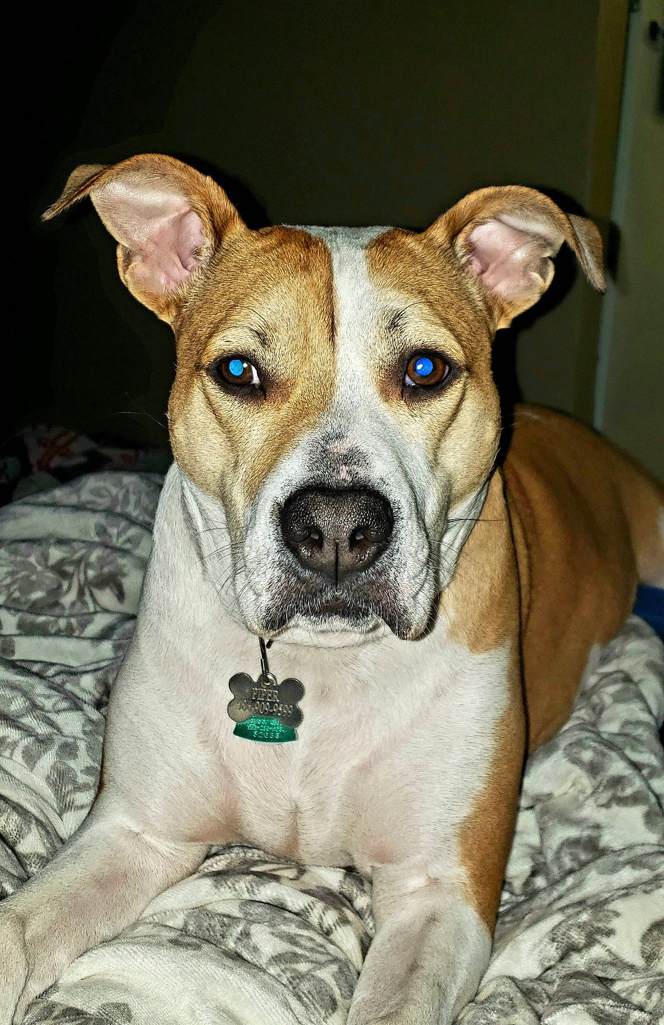 Piper is registered to the contest to win money with this photo: ancient_dog_breeds, canidae, carnivore, collar, companion_dog, dishware, dog, dog_breed, dog_collar, fawn, non_sporting_group, serveware, snout, sporting_group, terrestrial_animal, whiskers, working_animal