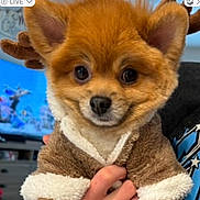 Grizz is registered to the contest to win money with this photo: animal, antlers, brown, clothing, costume, cozy, cute, dog, eyes, face, fur, hand, holiday, indoors, pet, pomeranian, portrait, reindeer, small_dog, white