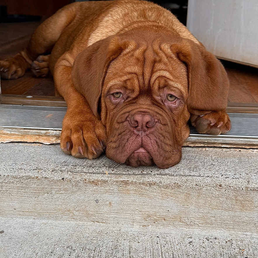 Silas