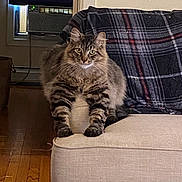 Peanut joined the competition — help win amazing prizes! cat, tabby, fluffy, couch, armrest, plaid_blanket, indoor, wooden_floor, window, air_conditioner, pet, feline, animal, resting, looking_at_camera, home, cozy, comfort, living_room, domestic