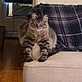 cat, tabby, fluffy, couch, armrest, plaid_blanket, indoor, wooden_floor, window, air_conditioner, pet, feline, animal, resting, looking_at_camera, home, cozy, comfort, living_room, domestic