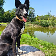 Akira a rejoint le concours — aidez-le/la à gagner de superbes lots ! dog, animal, black_and_white, tree_stump, pond, grass, outdoor, nature, tongue_out, collar, happy, canine, ears_up, sunny, greenery, reflection, daylight, sitting, park, water
