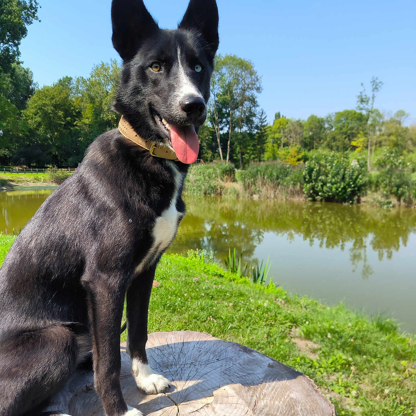 Akira a rejoint le concours — aidez-le/la à gagner de superbes lots ! animal, black_and_white, canine, collar, daylight, dog, ears_up, grass, greenery, happy, nature, outdoor, park, pond, reflection, sitting, sunny, tongue_out, tree_stump, water