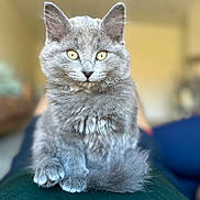 Tintin is registered to the contest to win money with this photo: cat, kitten, gray_cat, pet, portrait, close_up, fur, yellow_eyes, whiskers, ears, paws, tail, sitting, indoor, blurred_background, bokeh, soft_texture, cute, domestic_animal, cozy
