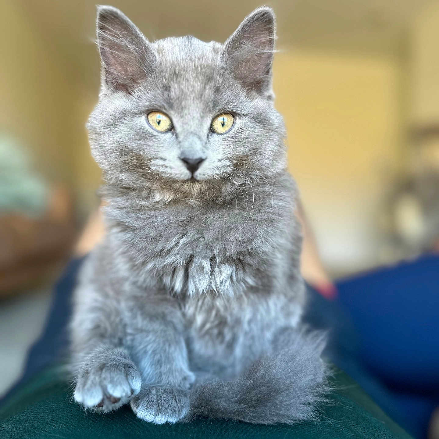 Tintin is registered to the contest to win money with this photo: blurred_background, bokeh, cat, close_up, cozy, cute, domestic_animal, ears, fur, gray_cat, indoor, kitten, paws, pet, portrait, sitting, soft_texture, tail, whiskers, yellow_eyes