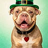 Bear Bear is registered to the contest to win money with this photo: animal, background, brown_dog, closeup, collar, costume, cute, dog, friendly, green_hat, happy, heart_tag, holiday, leprechaun_hat, pet, portrait, sitting, smiling, st_patricks_day, studio