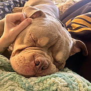 Bear Bear is registered to the contest to win money with this photo: bedroom, blanket, closeup, comfort, cozy, dog, ear, fur, hand, human, indoor, nose, paw, pet, relaxation, resting, sleeping, soft, texture, warmth