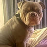 Bear Bear joined the competition — help win amazing prizes! animal, bed, blanket, brown, bulldog, canine, companion, cozy, curtains, dog, domestic, furniture, indoor, looking, pet, portrait, relaxed, resting, seated, soft_light