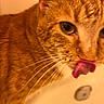 cat, orange_tabby, close_up, animal, pet, feline, whiskers, tongue, licking, green_eyes, fur, striped_fur, ears, nose, portrait, indoor, warm_lighting, cozy, funny_expression, photography