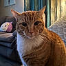 cat, orange_cat, tabby, white_chest, pet, animal, whiskers, ears, eyes, portrait, closeup, indoors, bedroom, bed, blanket, curtains, lamp, plush_toy, cozy, sitting