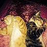 Zuma joined the competition — help win amazing prizes! cats, cat, sleeping, sleepy, tabby, orange_cat, calico, pets, animals, indoors, bed, blanket, bedding, cozy, relaxed, nap, paw, tail, close_up, patterned_fabric