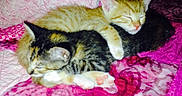 Zuma joined the competition — help win amazing prizes! cat, kitten, two_cats, sleeping, cuddling, sleepy, tabby, orange_cat, calico_cat, fur, whiskers, ears, paws, animal, pets, bed, blanket, indoors, pink, nap