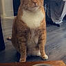 cat, orange_cat, white_chest, pet, animal, sitting, portrait, blue_eyes, whiskers, ears, fur, indoor, home, floor, food_bowl, pet_food, dinner, cat_furniture, heart, sparkles