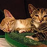 Zuma is registered to the contest to win money with this photo: cat, cats, kitten, orange_cat, tabby_cat, sleeping, awake, pet, animal, feline, whiskers, ears, paws, fur, striped_fur, cozy, bed, blanket, indoor, portrait